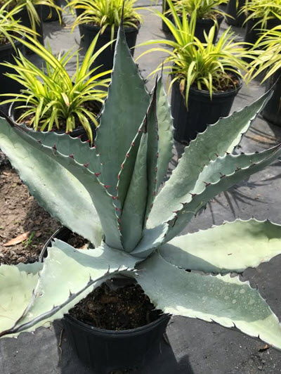 Frosty Blue Whale's Tongue Agave